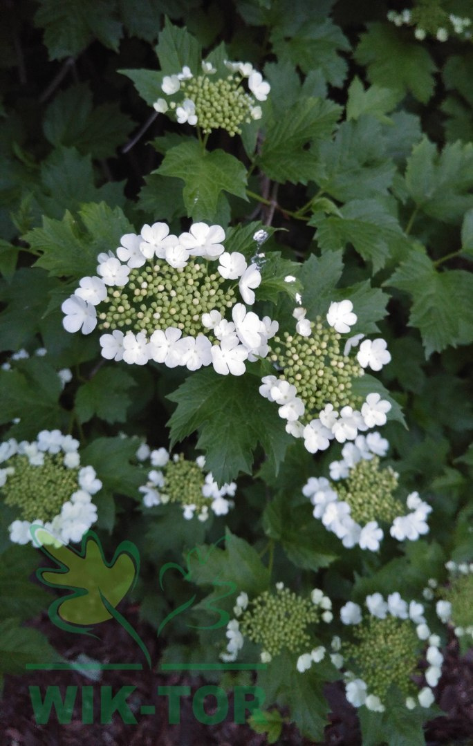 Kalina koralowa Xanthocarpum (Viburnum opulus) Ogrodniczy sklep